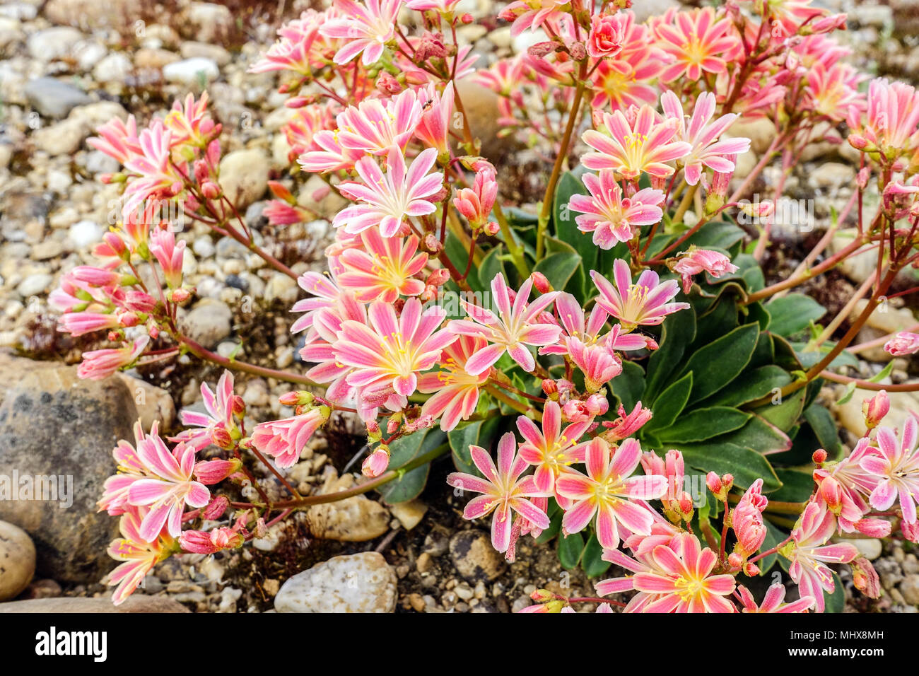 Lewisia Keimblatt in einem Rock Garden Stockfoto