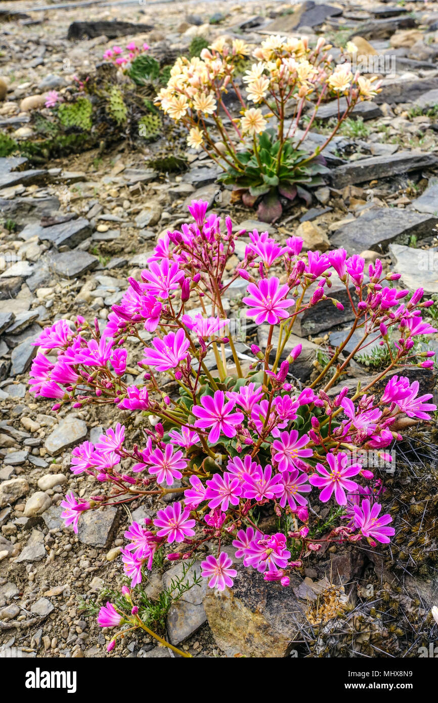 Lewisia Keimblatt in einem Rock Garden Stockfoto