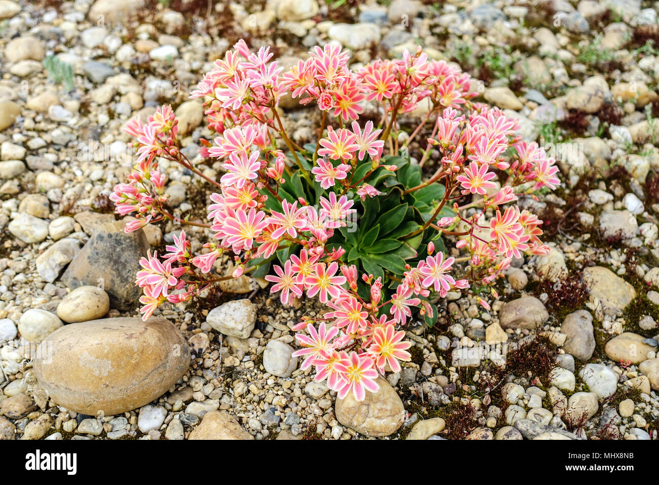 Lewisia Keimblatt in einem Rock Garden Stockfoto