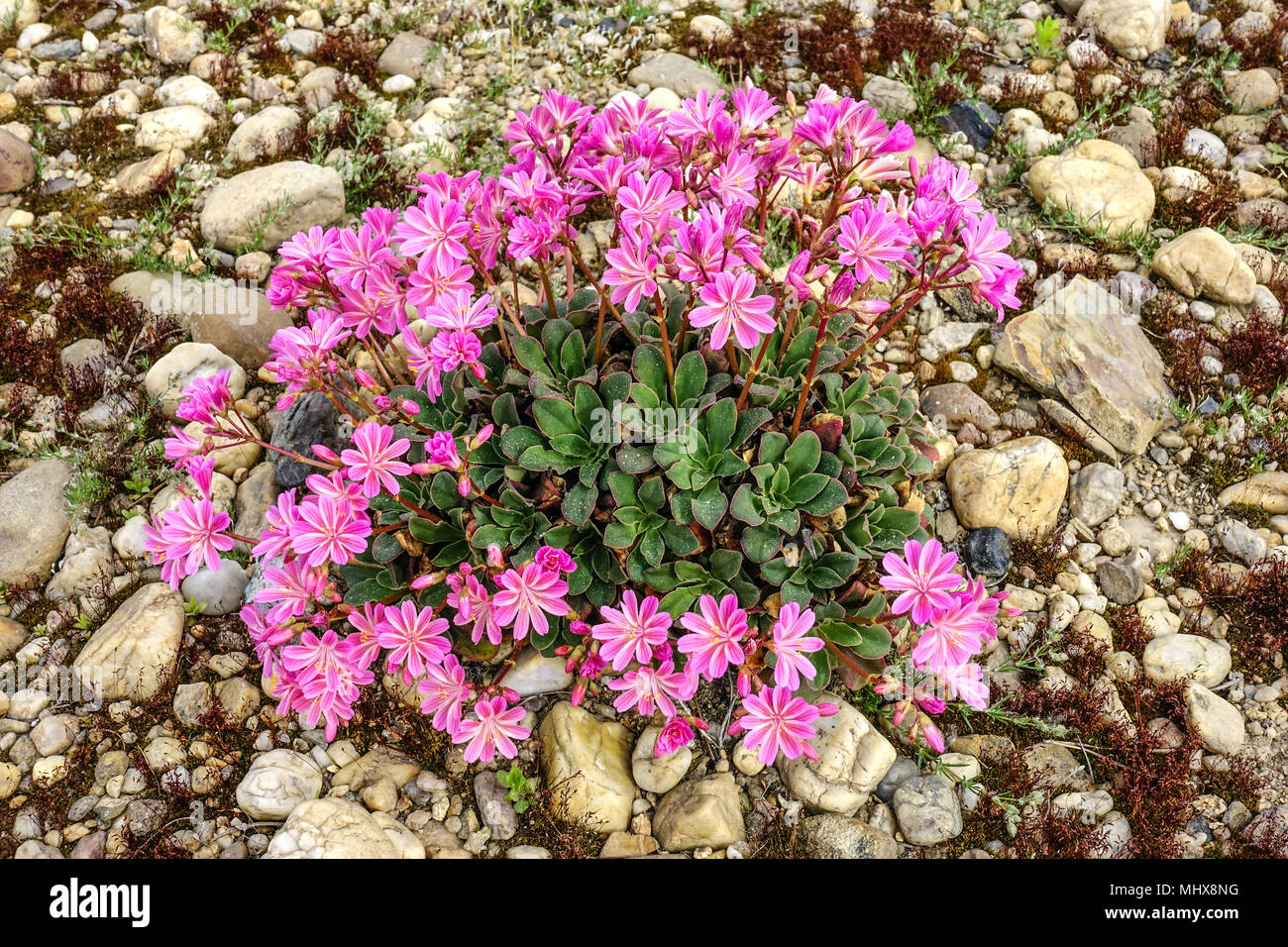 Lewisia Keimblatt in einem Rock Garden Stockfoto