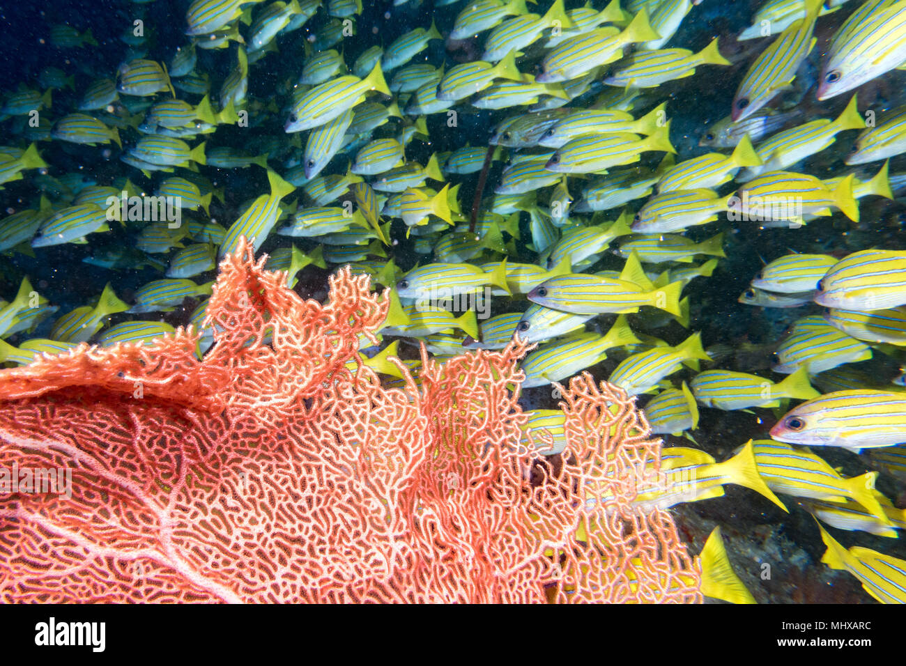 Schule der süßen Lippen Fische zu Ihnen schauen in Malediven Stockfoto