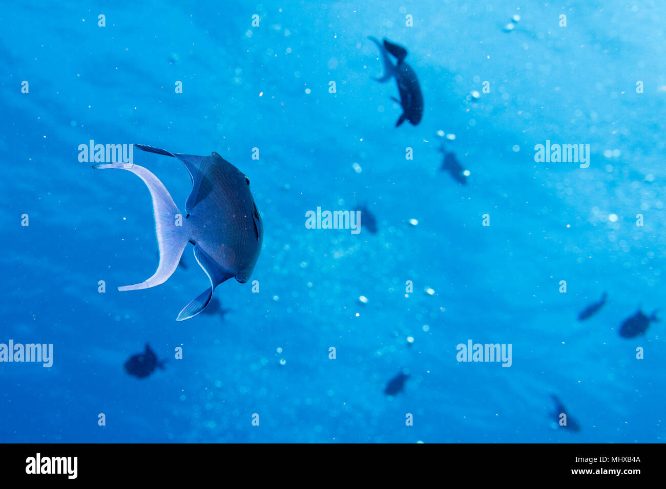 Malediven Korallen Haus für Fische Unterwasser Landschaft Stockfoto