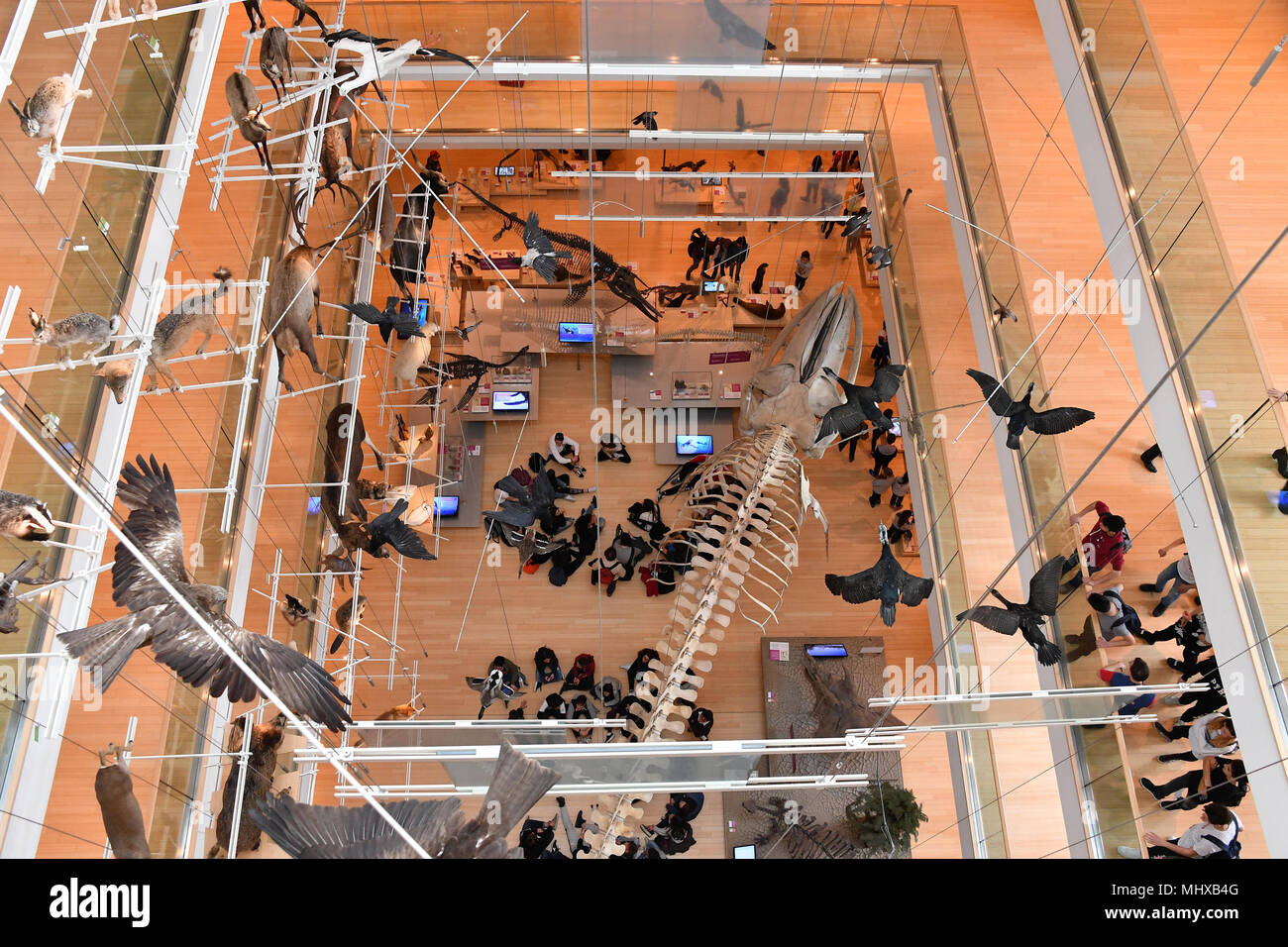 TRENTO, ITALIEN - MÄRZ 27 2018 - Muse ist die neue interaktive Museum von Italien, von bekannten Architekten Renzo Piano entworfen, voll von Studenten in Intera Stockfoto