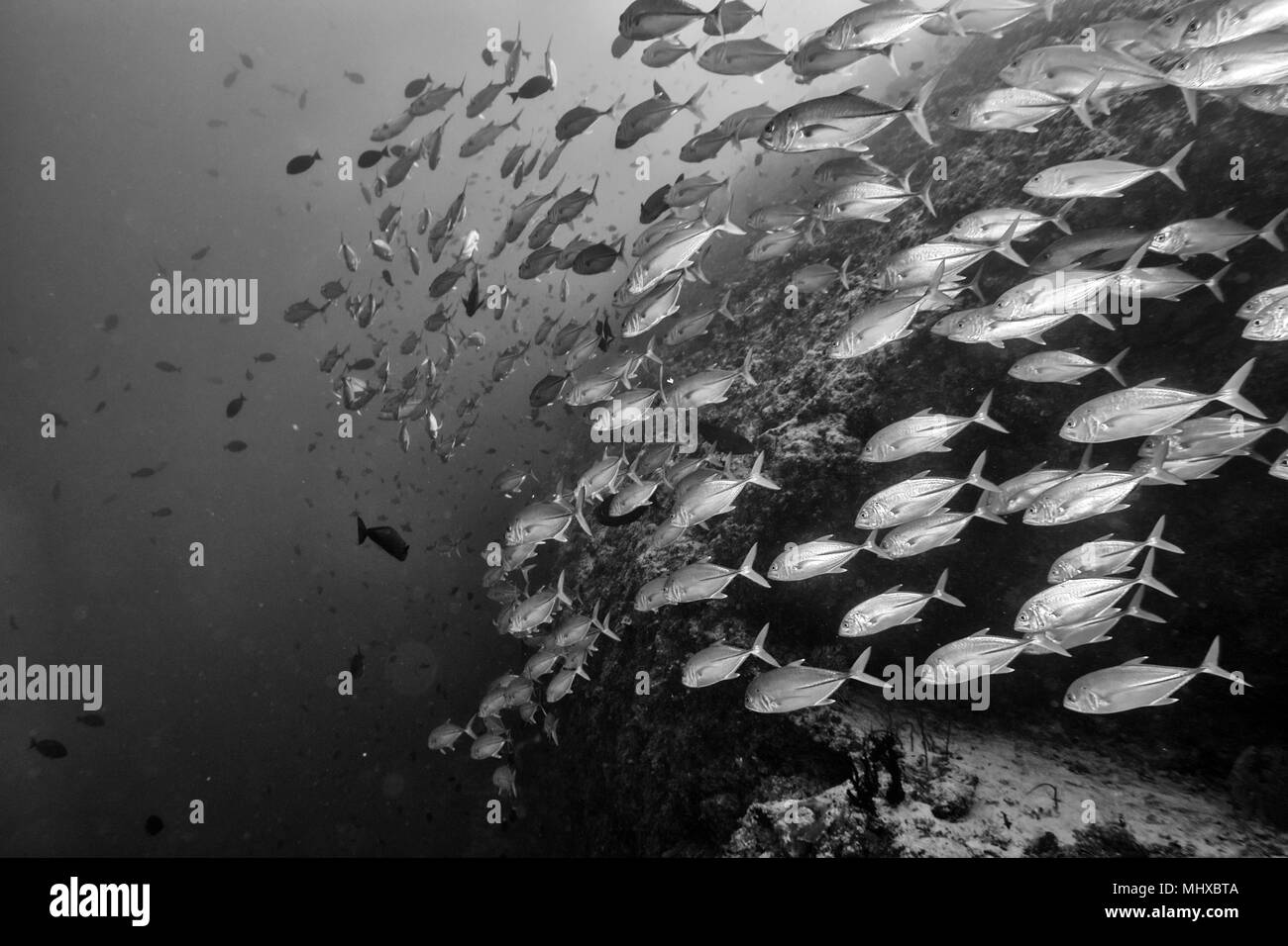 Im Inneren eines riesigen travelly Thunfisch Schule der Fische aus der Nähe in b&w Stockfoto