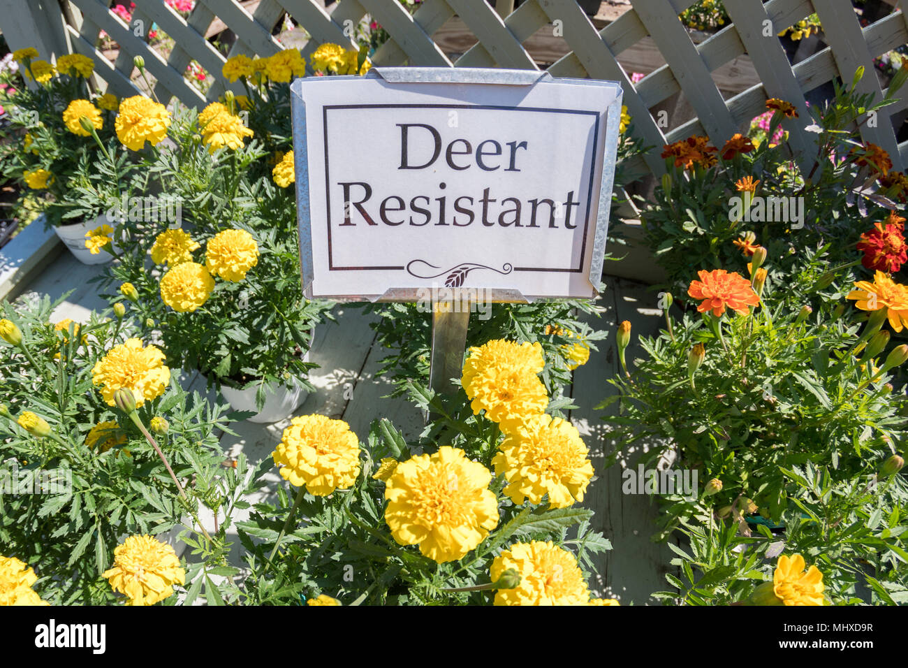 Rotwild beständig Blumen gelb mit Zeichen für Verkauf detail Stockfoto