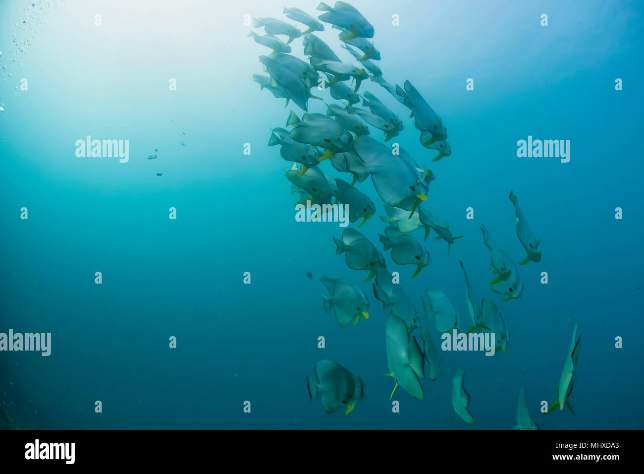Eine Schule von Fledermausfischen Unterwasserwelt in Malediven Stockfoto