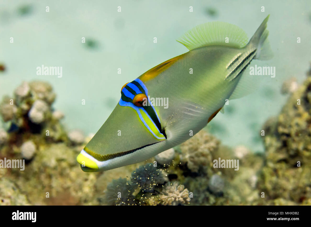 Rotes Meer Picasso Trigger Fish close up Portrait Stockfoto