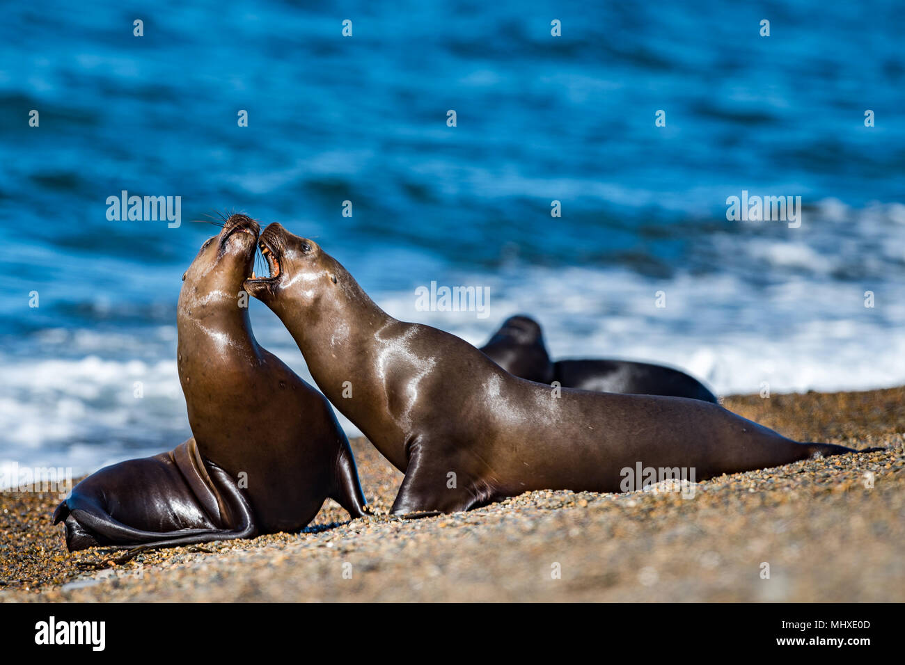 Patagonien Dichtungen weiblichen sea lion portrait Dichtung am Strand Stockfoto