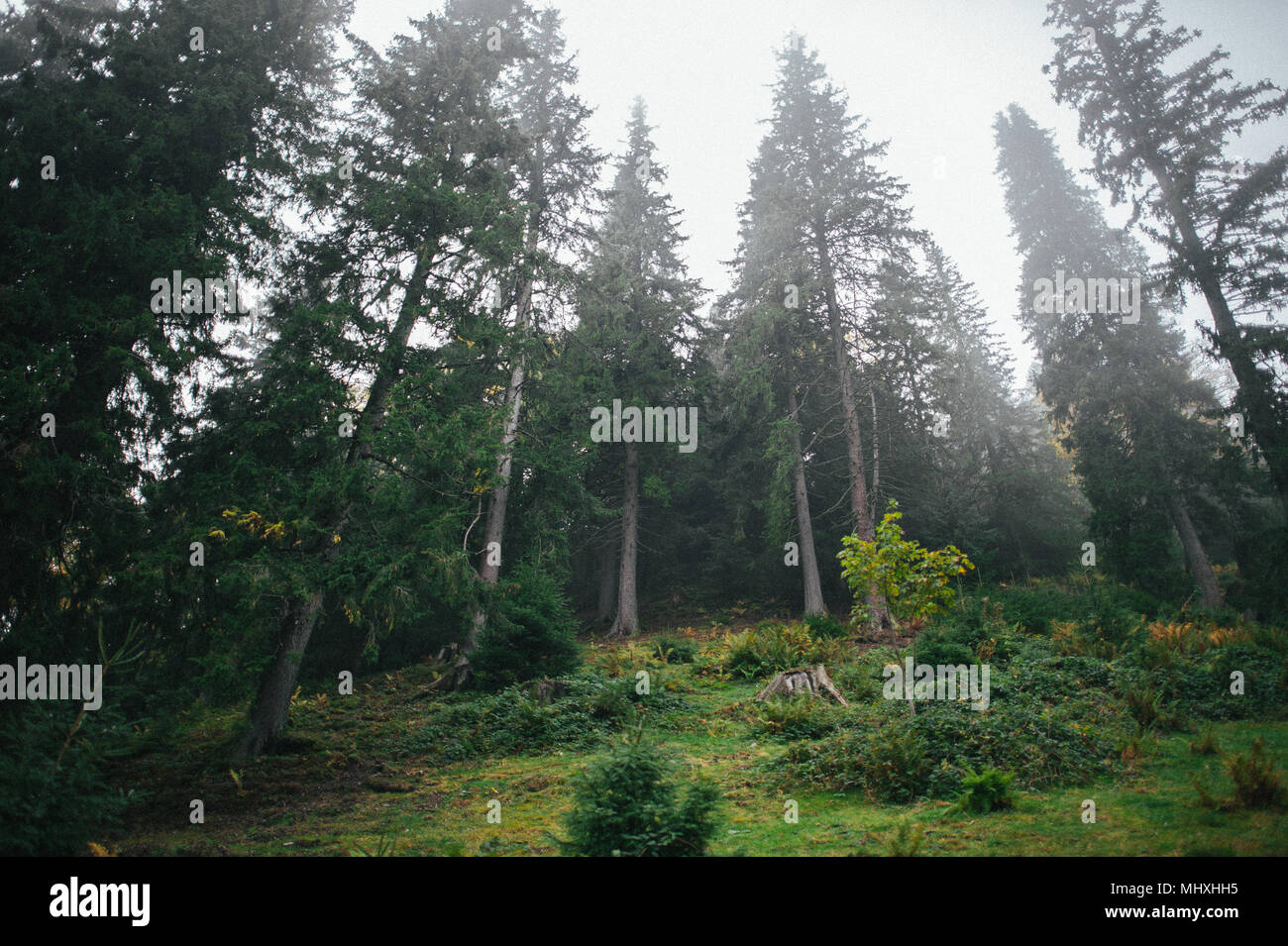 Grüne Hügel und Berge der Karpaten im Sommer sonnigen Tag Stockfoto