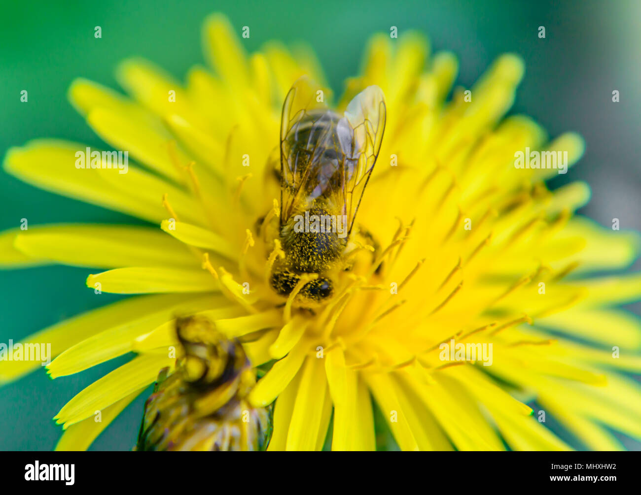 Löwenzahn Blume mit Biene Stockfoto