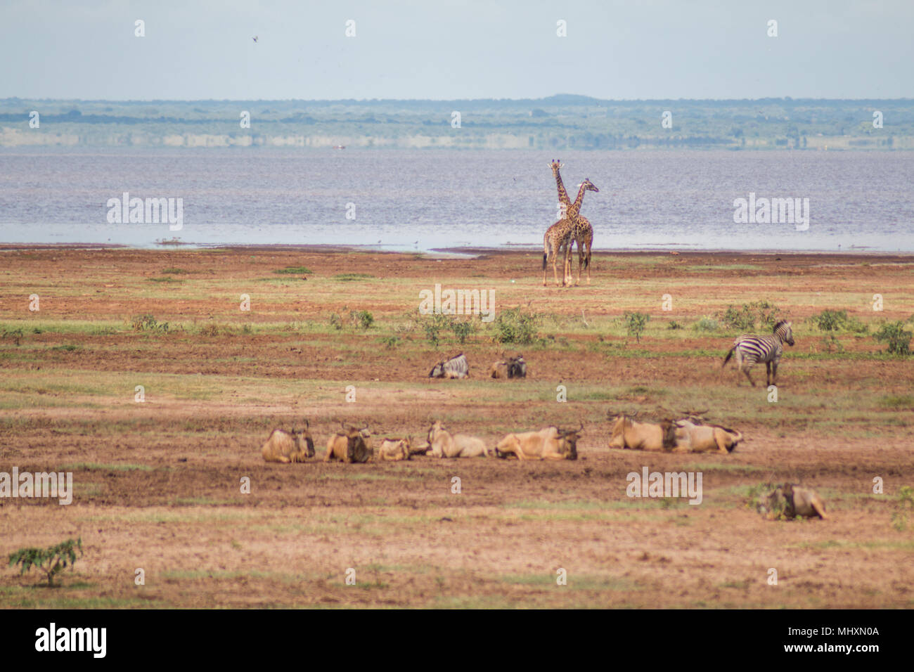 Tiere entspannen in der Lake Manyara, Tansania Stockfoto