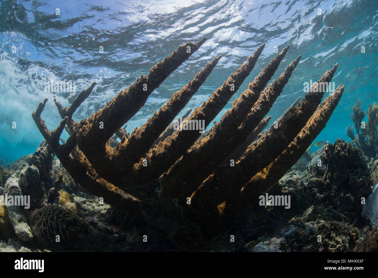 Unterwasser Schuß von Elk Horn Coral in der Nähe der Oberfläche, Quintana Roo, Mexiko Stockfoto