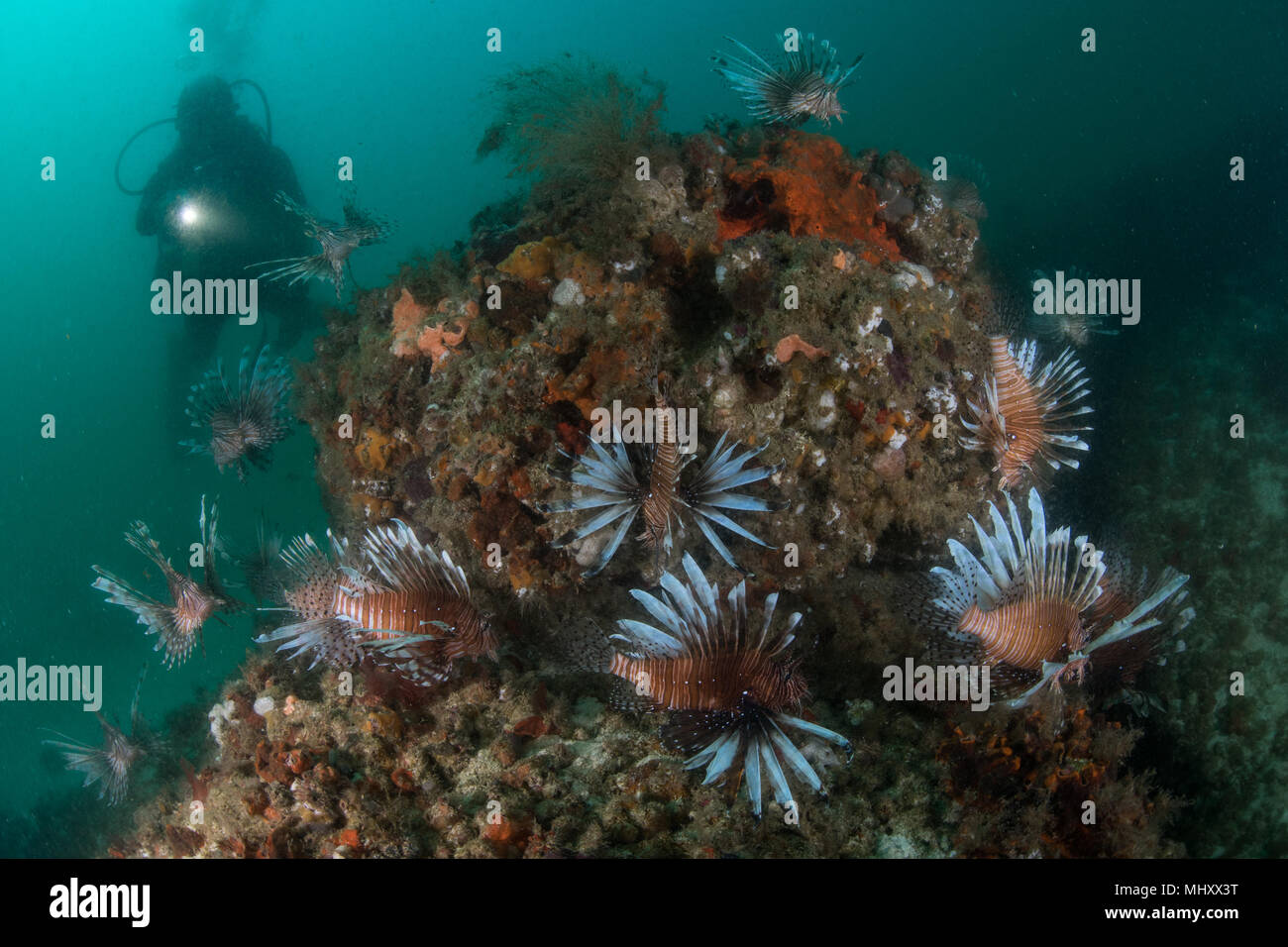 Unterwasser schoss der Taucher und der Gruppe der invasiven Feuerfische, Quintana Roo, Mexiko Stockfoto