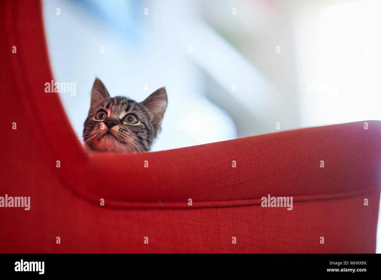 Katze auf der Suche nach roten Sessel Stockfoto