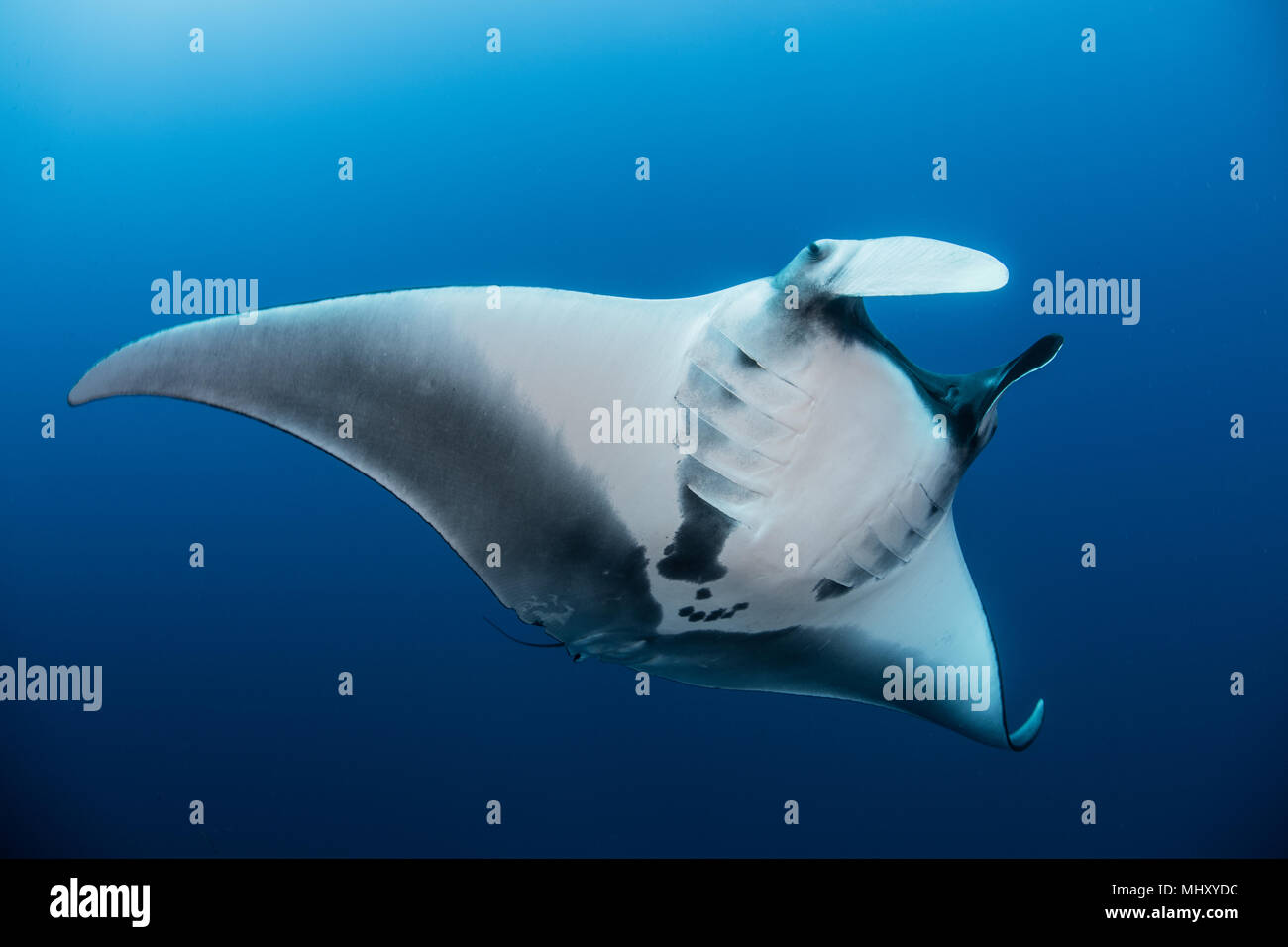 Riesigen ozeanischen Manta Ray, Revillagigedo, Tamaulipas, Mexiko Stockfoto