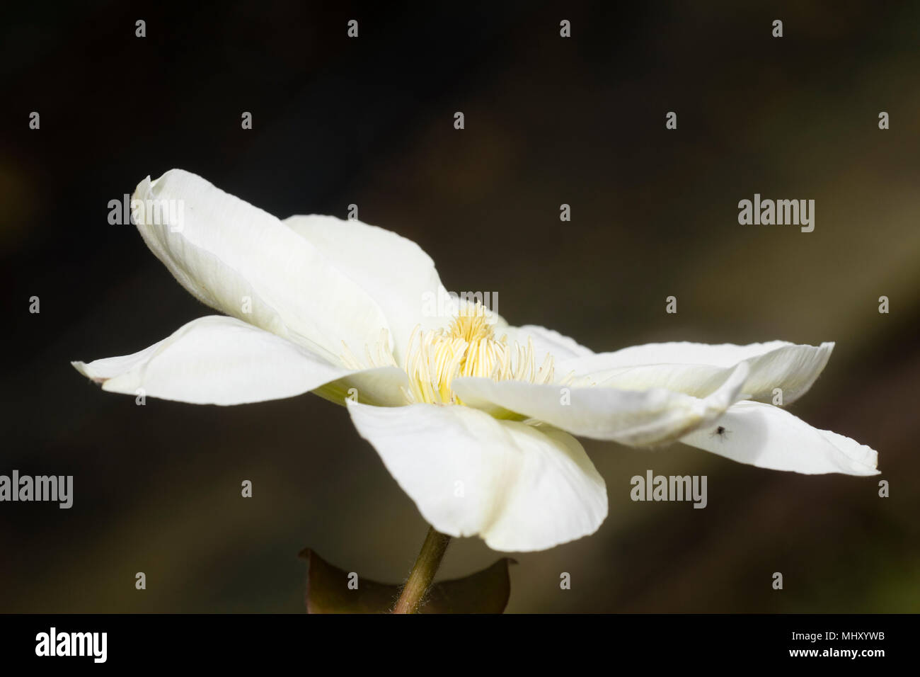 Weiß bis creme einzelne Blume Der winterharte Kletterpflanze, Clematis 'Guernsey Cream', eine mittlere Jahreszeit blühende Form Stockfoto