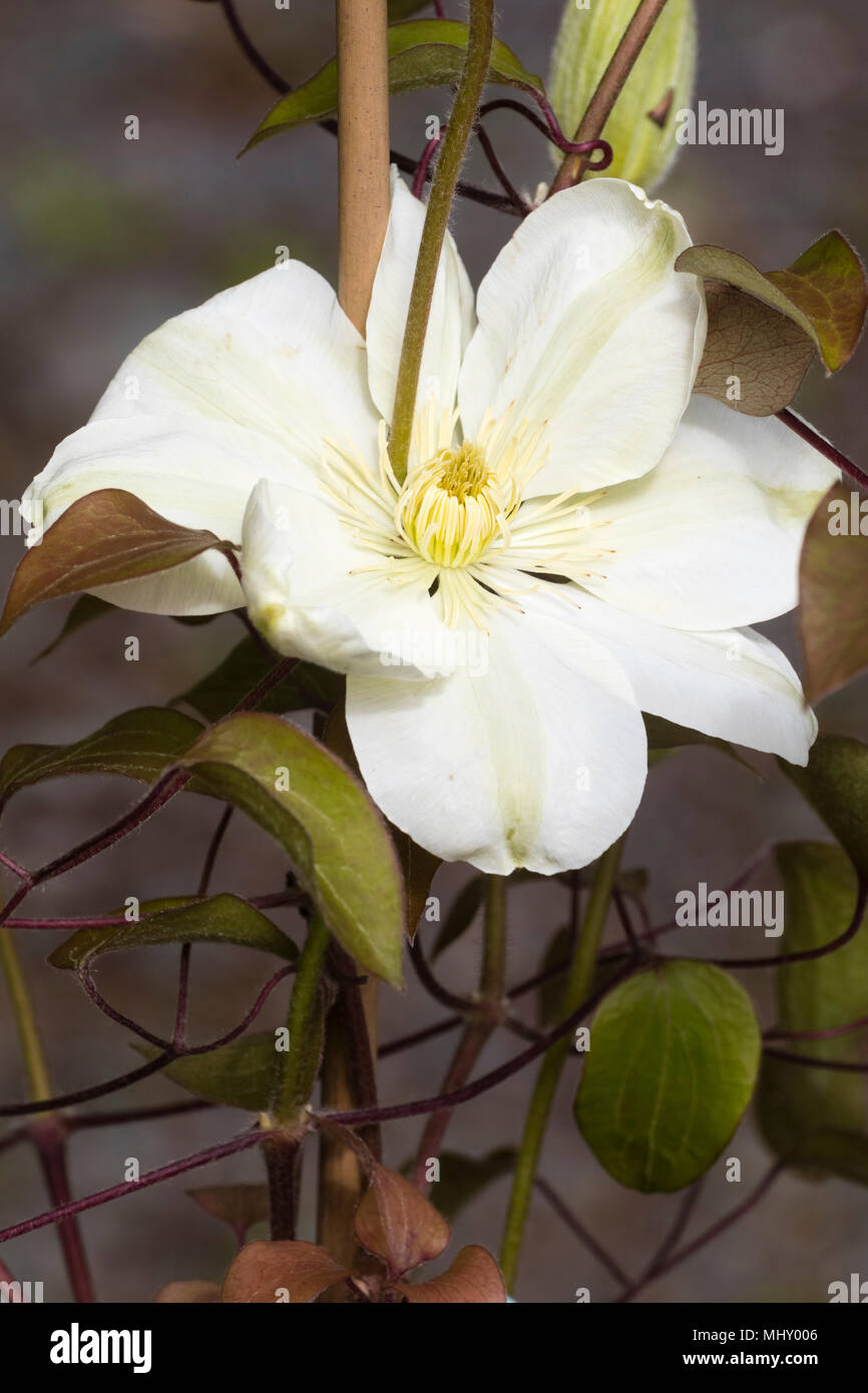 Weiß bis creme einzelne Blume Der winterharte Kletterpflanze, Clematis 'Guernsey Cream', eine mittlere Jahreszeit blühende Form Stockfoto