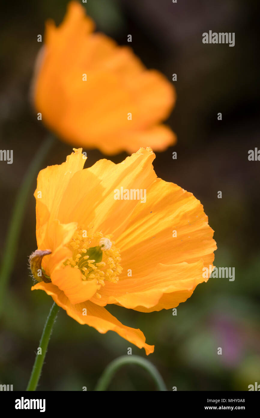 Orange einzelne Blume des walisischen Schlafmohn, Papaver cambricum var. Aurantiaca Stockfoto