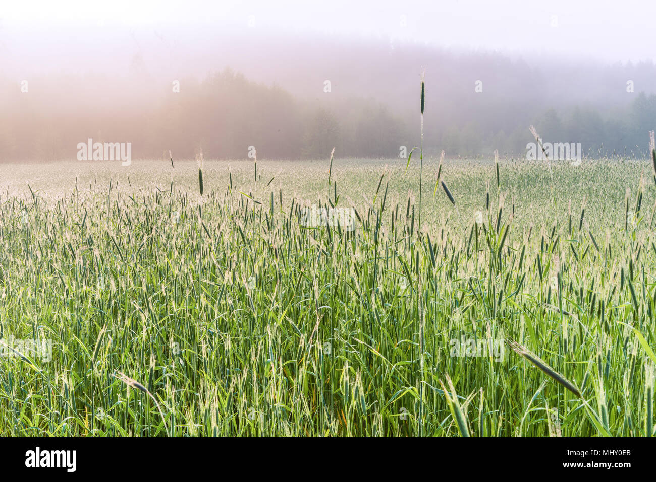 Ein nebeliger Morgen im Frühjahr Weizenfeld, Kiew, Ukraine. Stockfoto