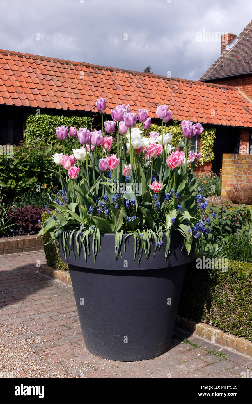 Bunte CONTAINER Frühling Tulpen Stockfoto