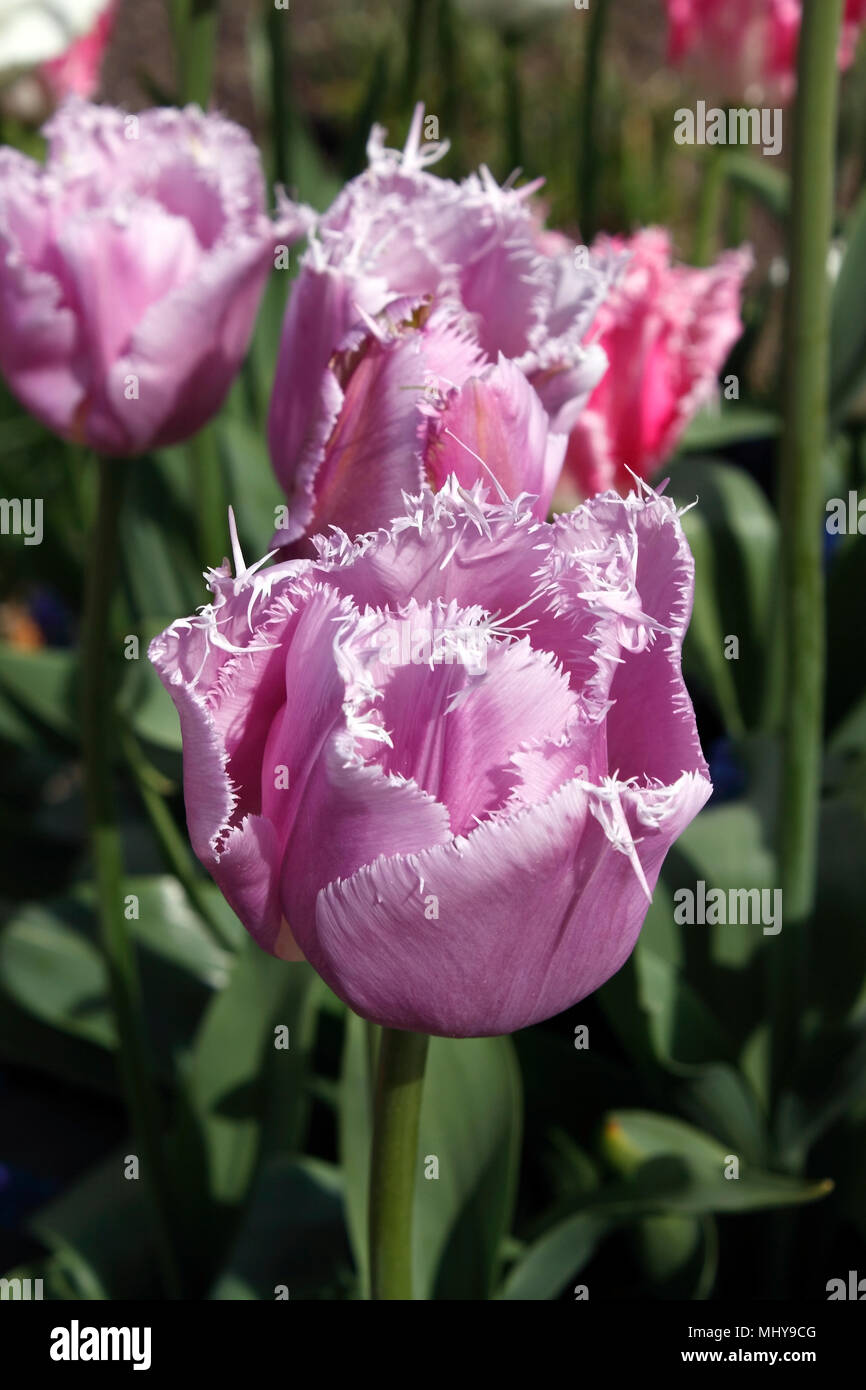 TULIPA Lila Kristall. TULIP Stockfoto