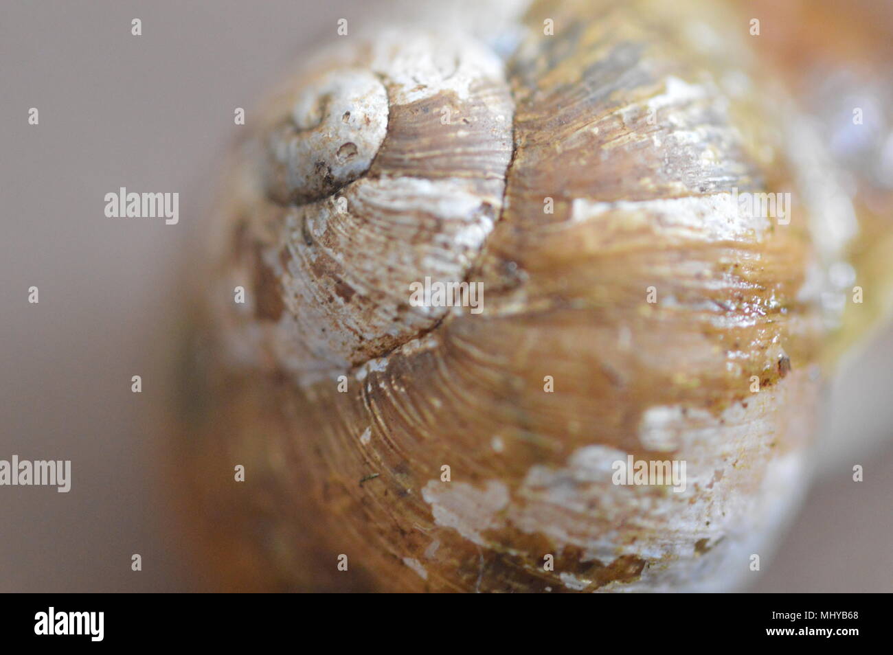 Makro-Fotografie Stockfoto