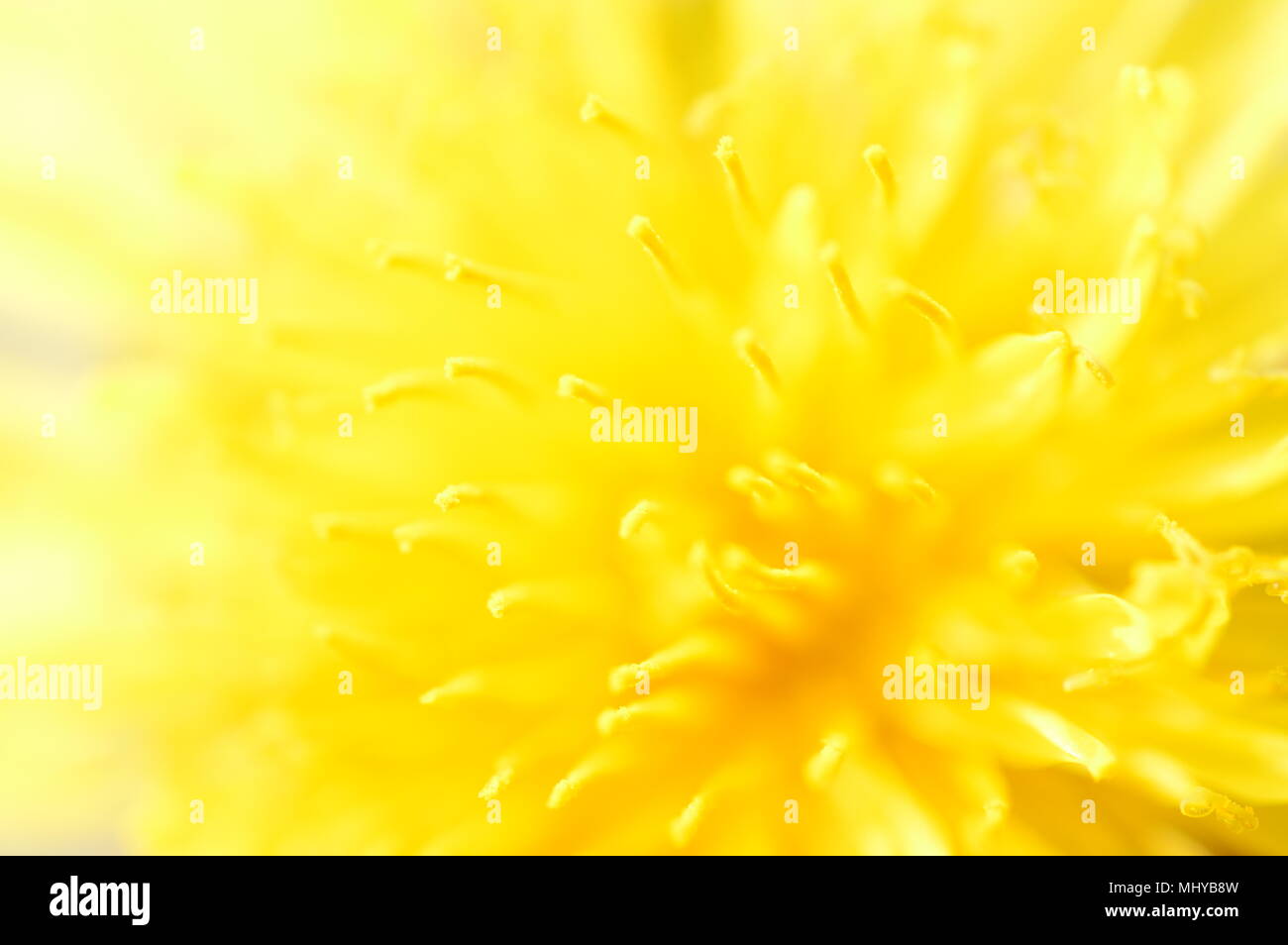 Makro-Fotografie Stockfoto