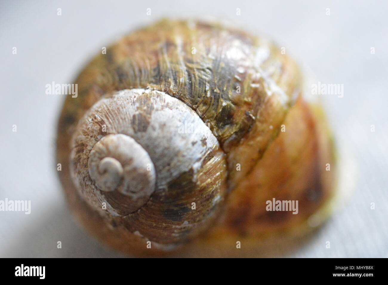 Makro-Fotografie Stockfoto