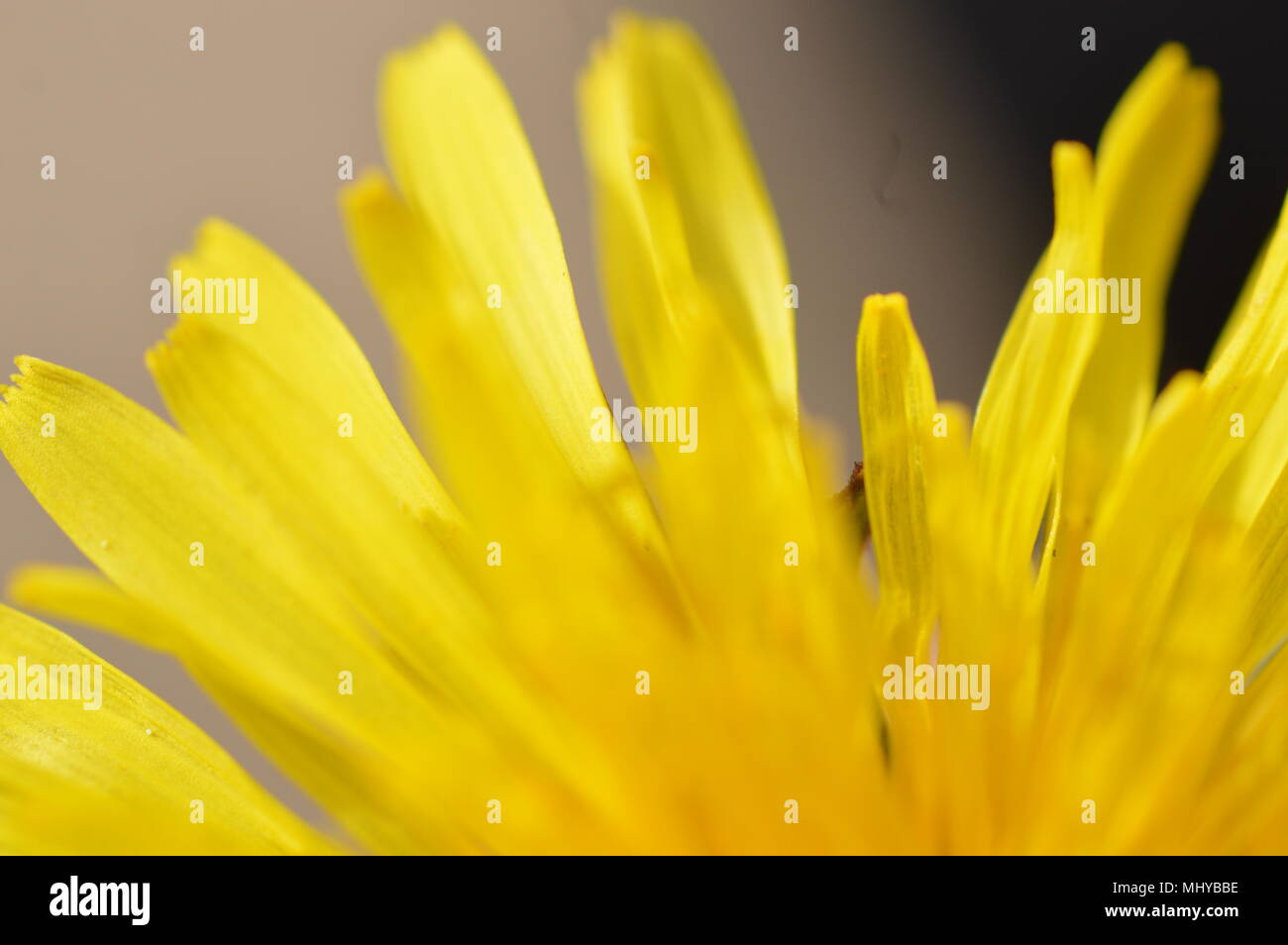 Makro-Fotografie Stockfoto