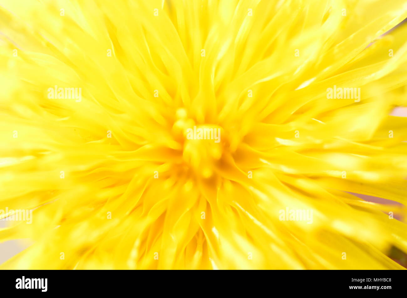 Makro-Fotografie Stockfoto