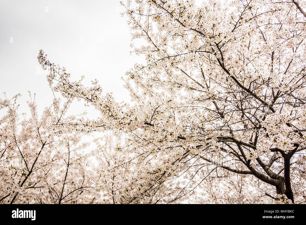 Seokchonhosu See Cherry Blossom Festival. Findet zwischen Anfang bis Mitte April, wenn Kirschblüten wunderschön sticken die Stadt. Stockfoto