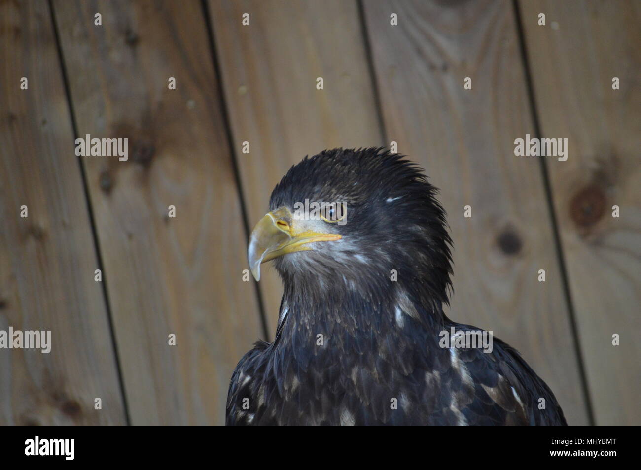 Adler fliegen zeigen Stockfoto