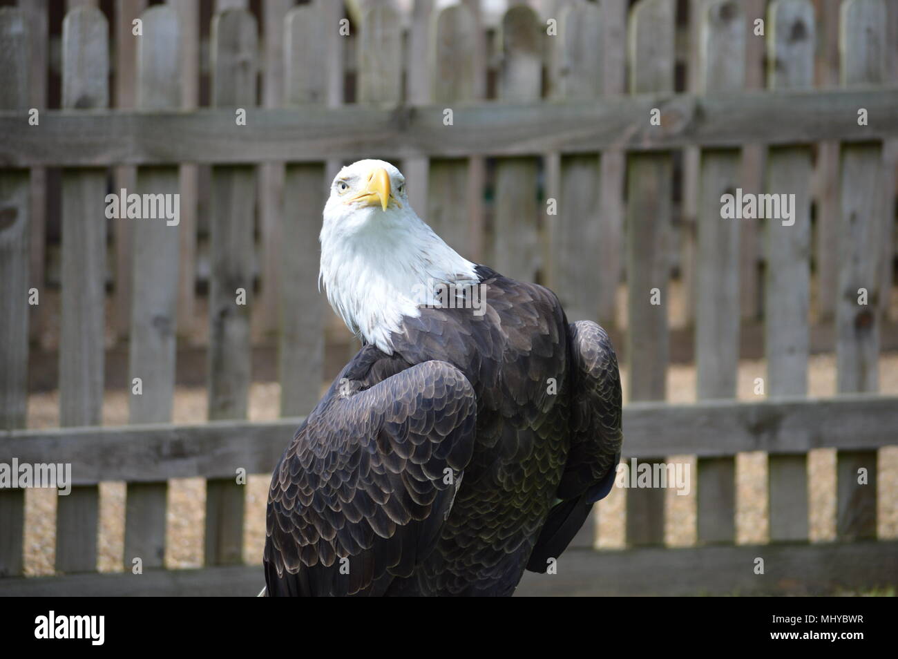Adler fliegen zeigen Stockfoto