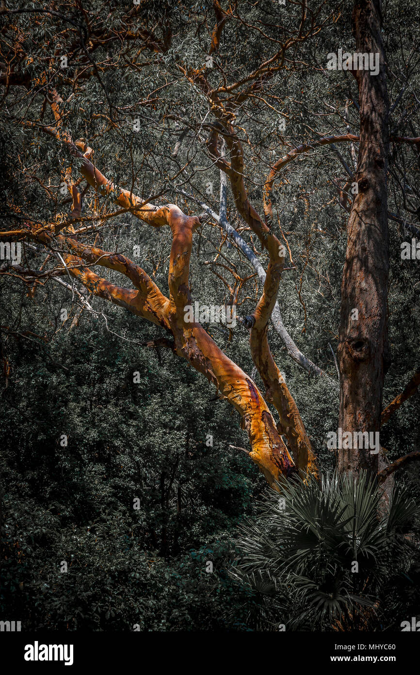 Red Gum Tree, Royal National Park, Sydney, NSW, Australien. Stockfoto