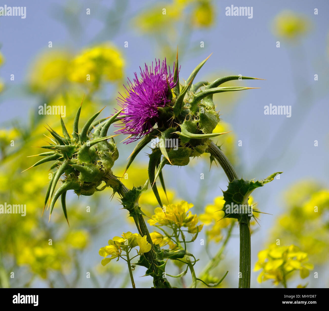 Florale Staats Mariendistel, gelbe Wildblumen und blauen Himmel im Hintergrund Stockfoto