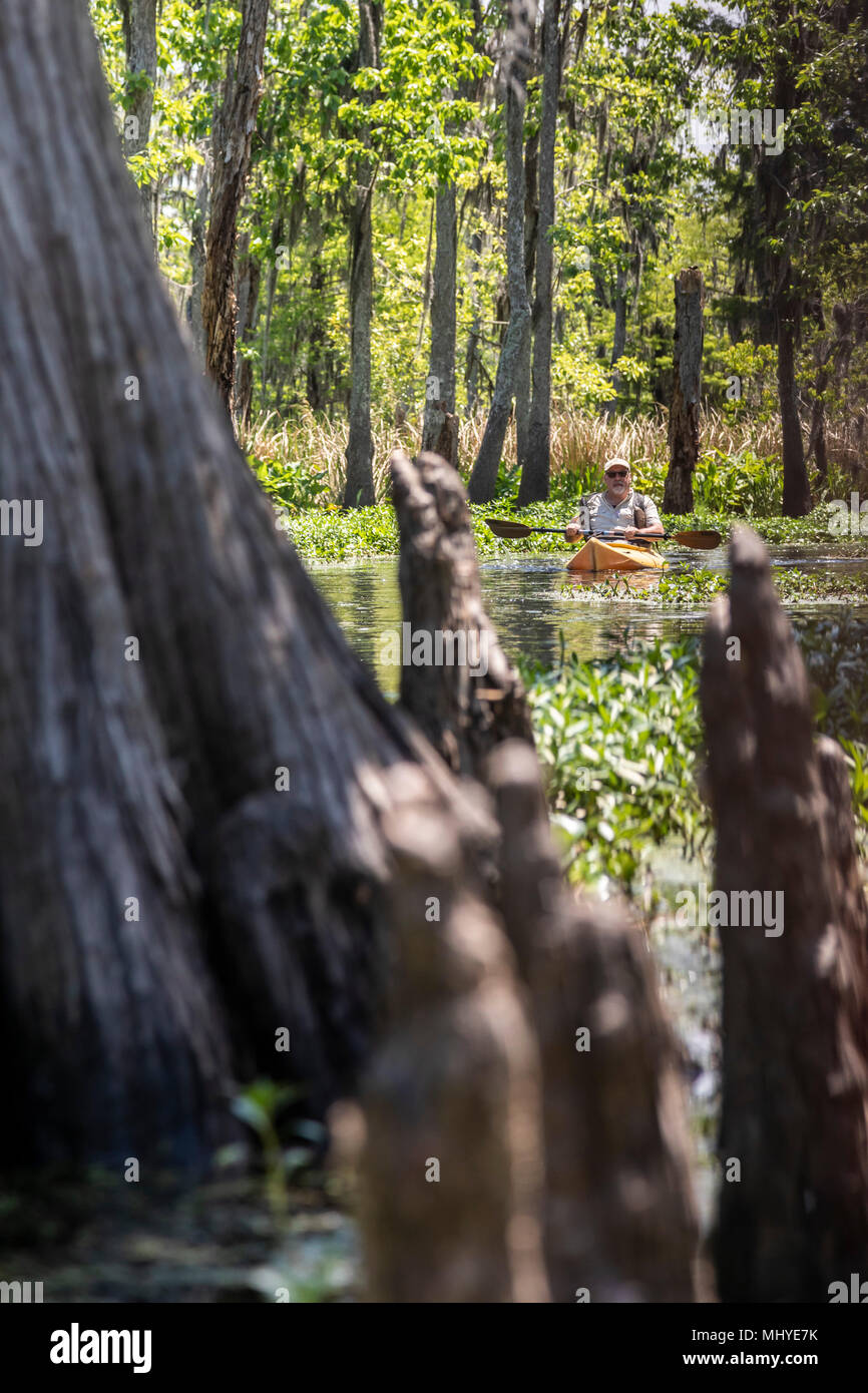 LaPlace, Louisiana - Al Cholger nimmt an einem Kajak Tour von Shell Bank Bucht in der Nähe von New Orleans. Die "Knie" einer Zypresse Baum im Vordergrund Stockfoto