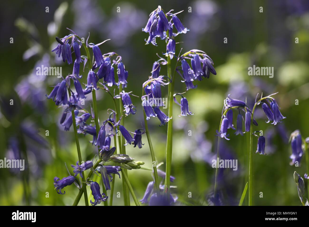 Bluebell Woods, Peasemore Dorf, Berkshire, England Stockfoto