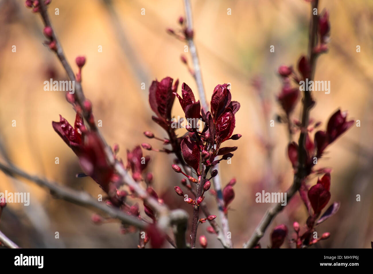 Junge rote Blätter und Blütenknospen der dekorativen Pflaume (Prunus) Stockfoto