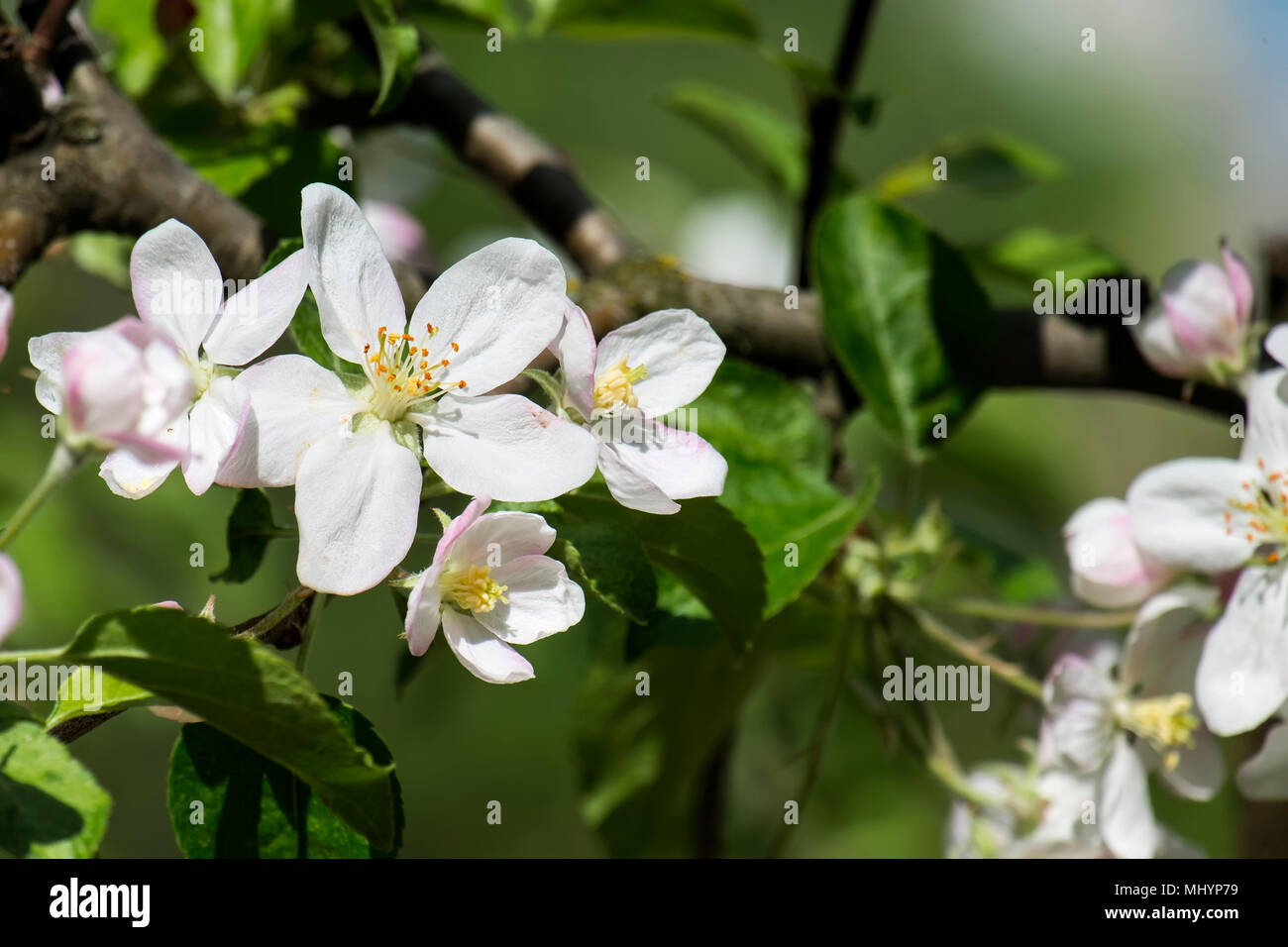 Apple Blossom auf einem unscharfen Hintergrund der grünen Blätter Stockfoto