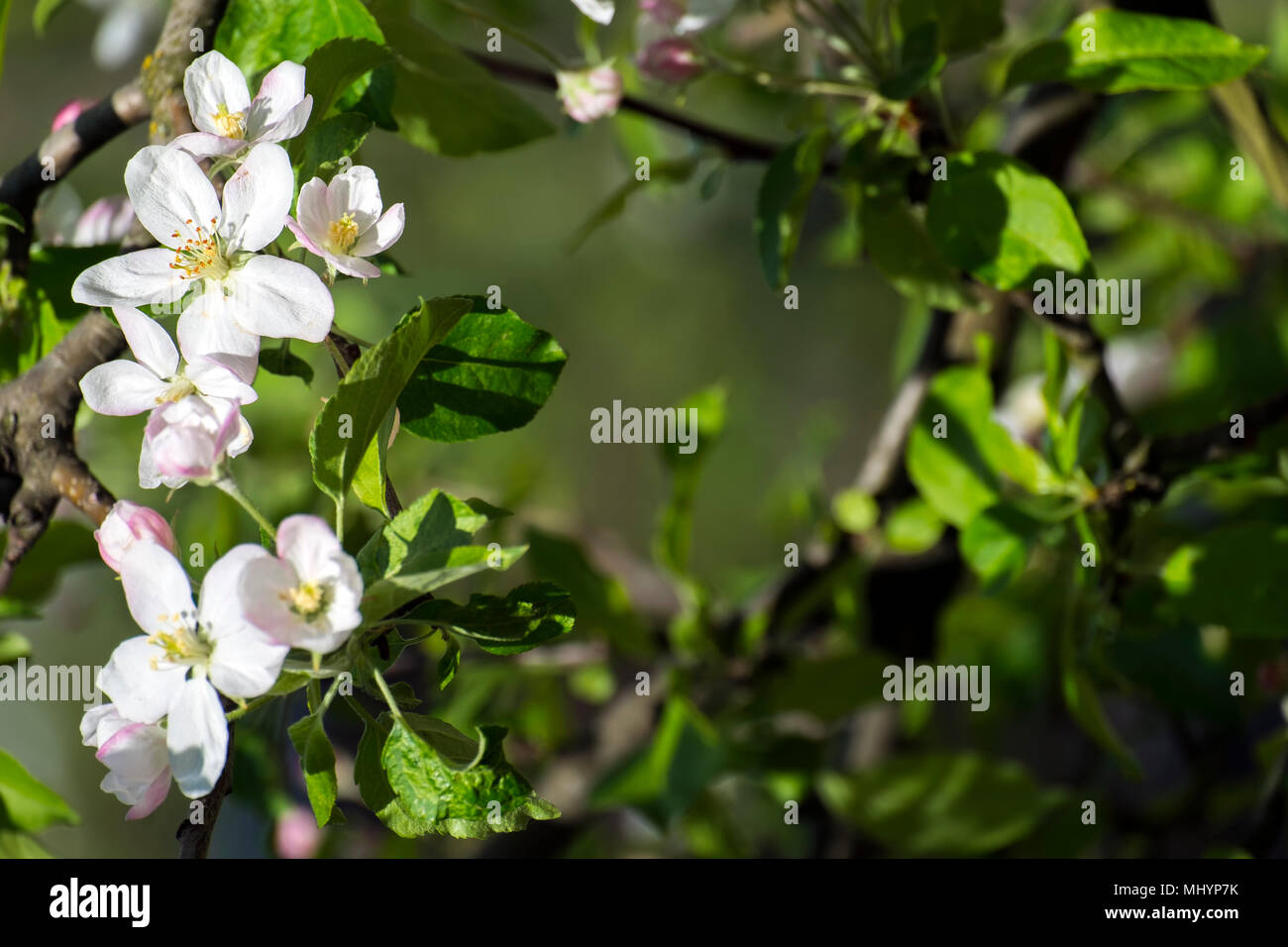 Apple Blossom. Hintergrund mit einem Zweig eines blühenden Apfelbaum Stockfoto