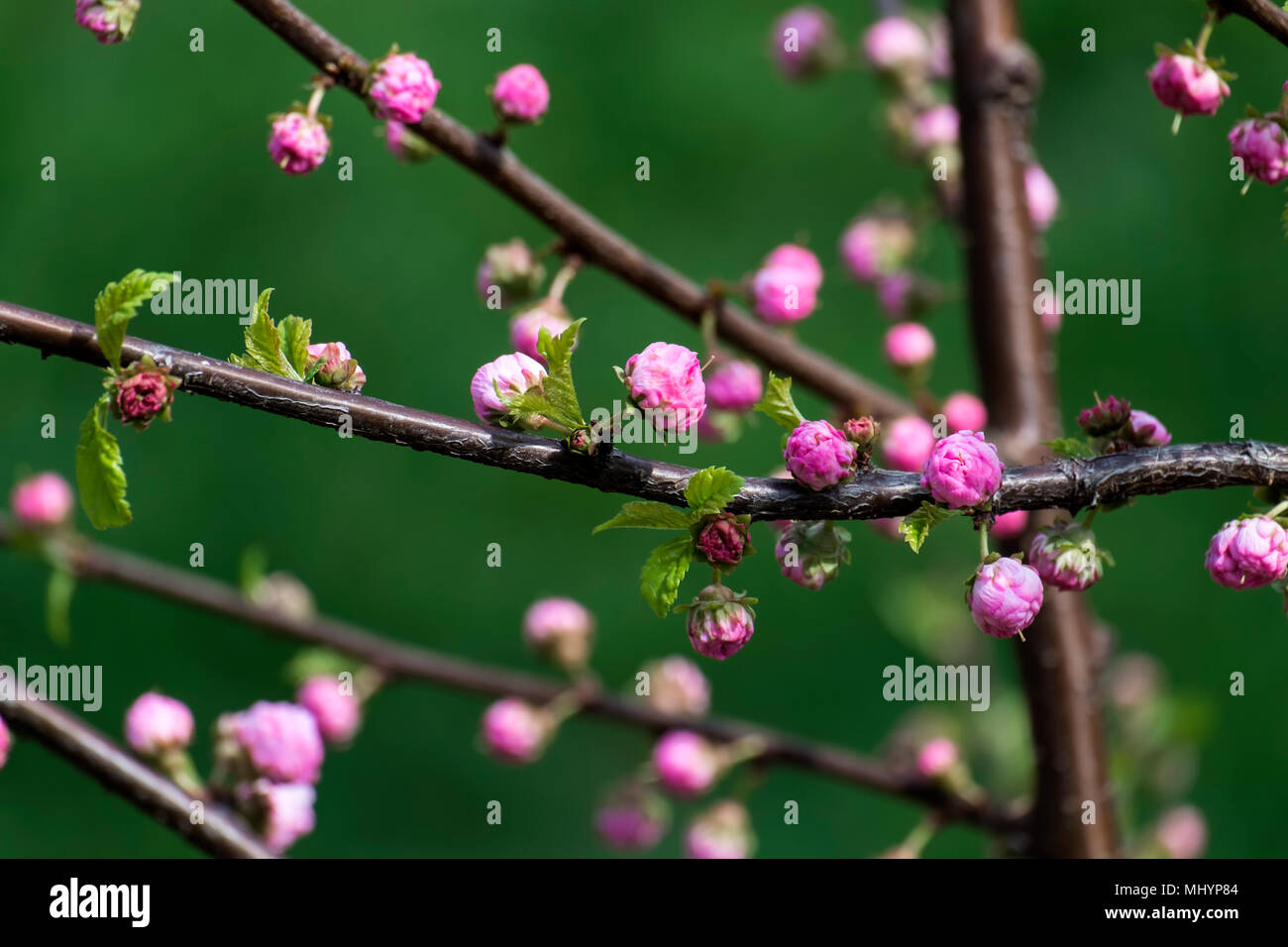 Rosa Knospe der Sakura bush Blühte Stockfoto