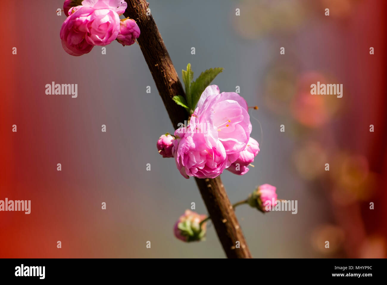 Blühende pink sakura Blume Stockfoto