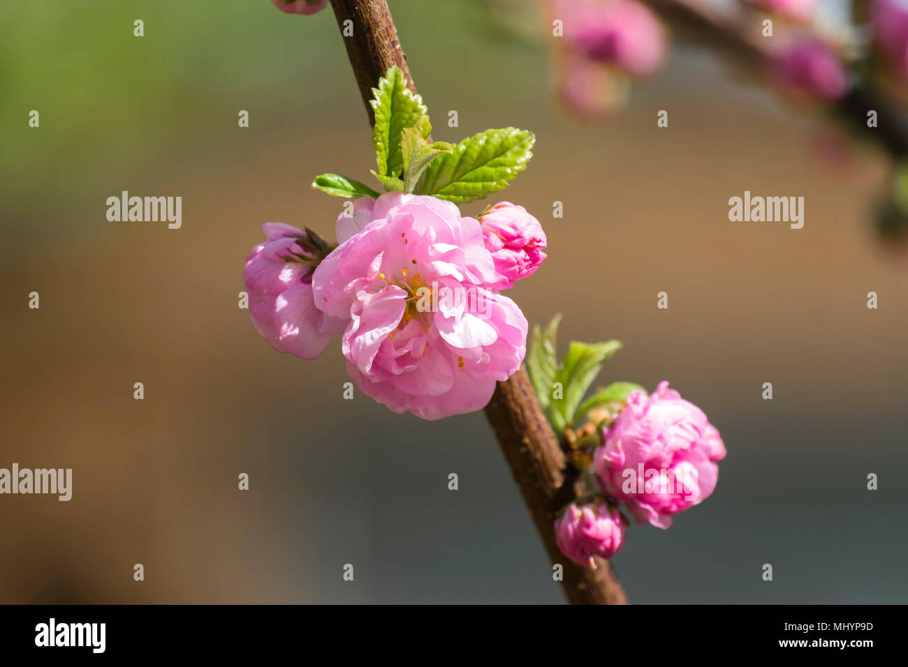 Blühende pink sakura Blume Stockfoto
