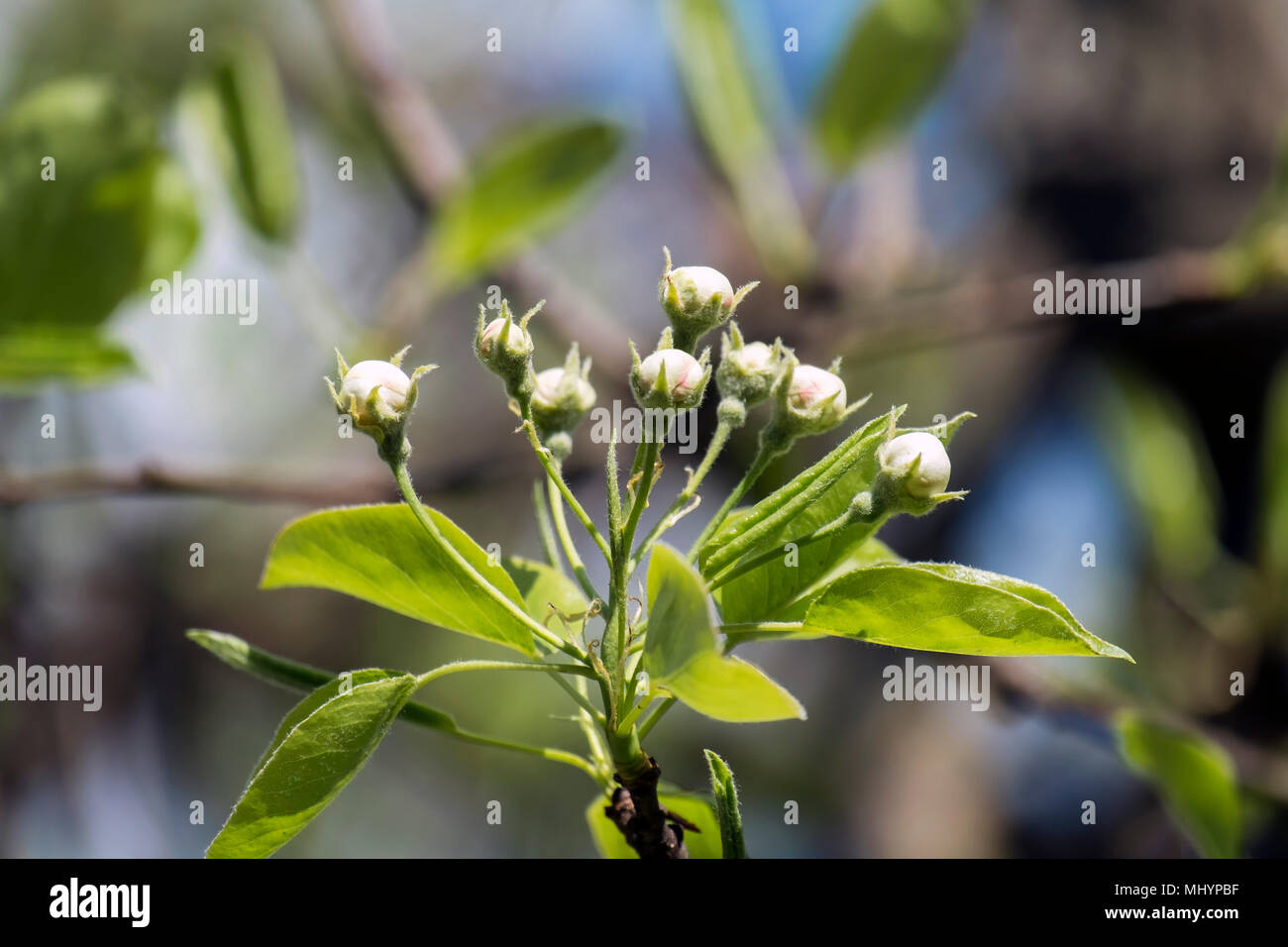 Bündel mit Knospen der Blumen Apfelbaum (Malus pumila) Stockfoto