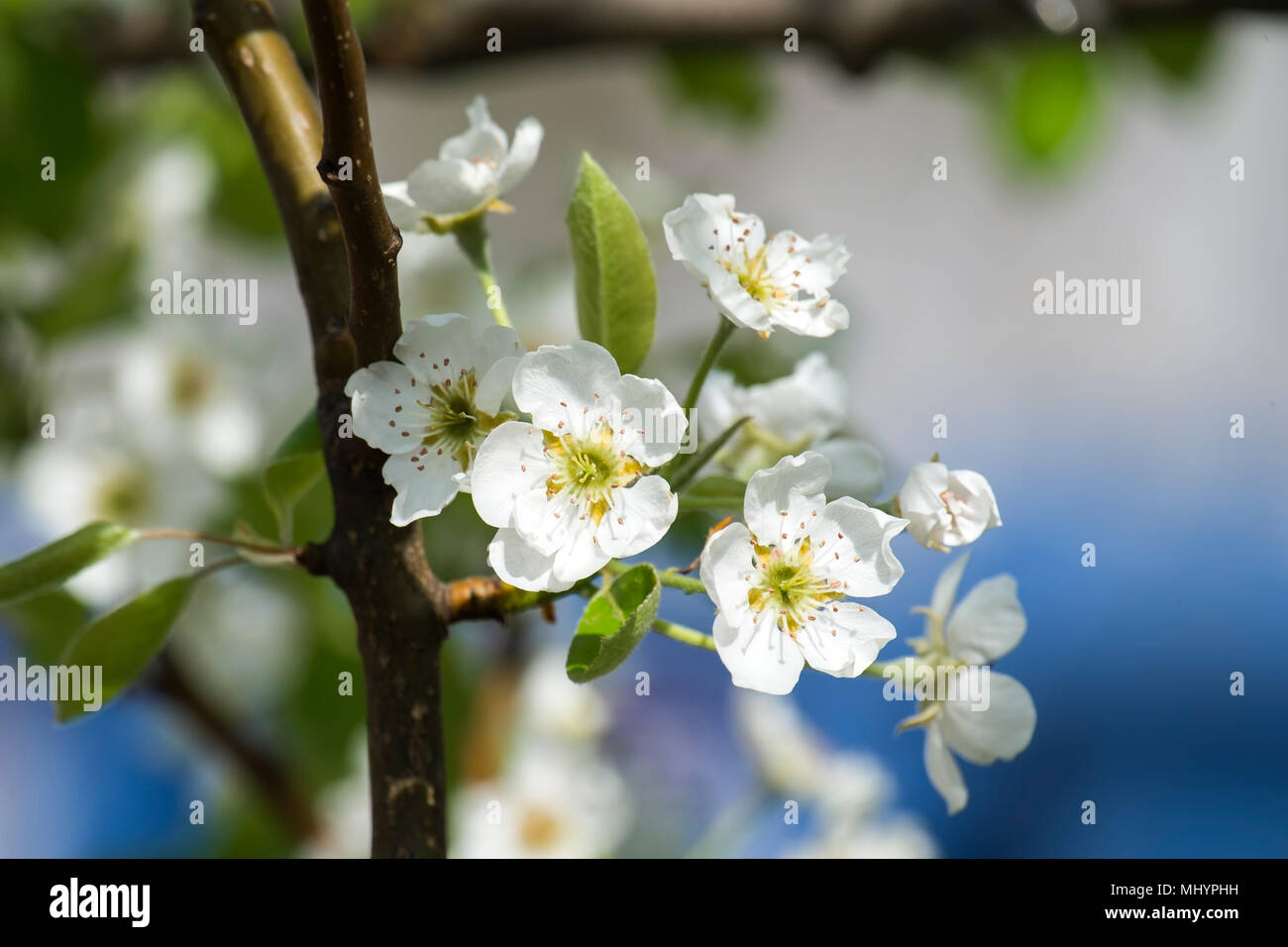 Blühenden Zweig der einen Birnbaum (Pyrus) Stockfoto