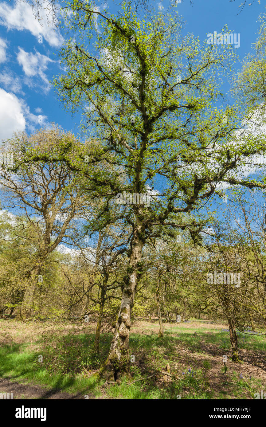 Silver Birch tree mit Masern oder Grate abgedeckt. Stockfoto