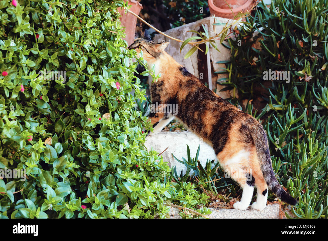 Cat riechen natürliche Frische grüne Pflanzen auf den Eingang Treppe eines Hauses Stockfoto
