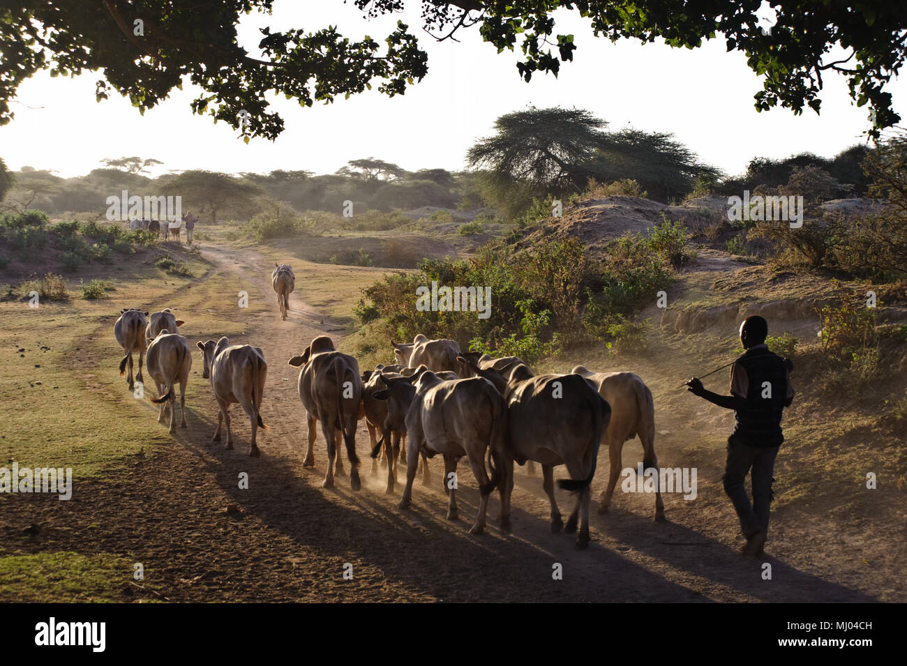 Rinder grasen gehen in einer trockenen Region (Äthiopien) Stockfoto