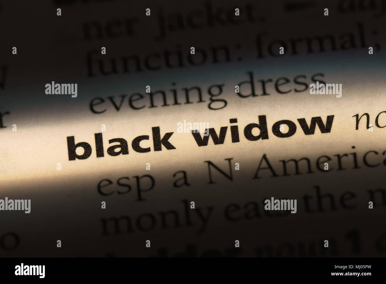 Schwarze Witwe Wort in einem Wörterbuch. Schwarze Witwe Konzept. Stockfoto