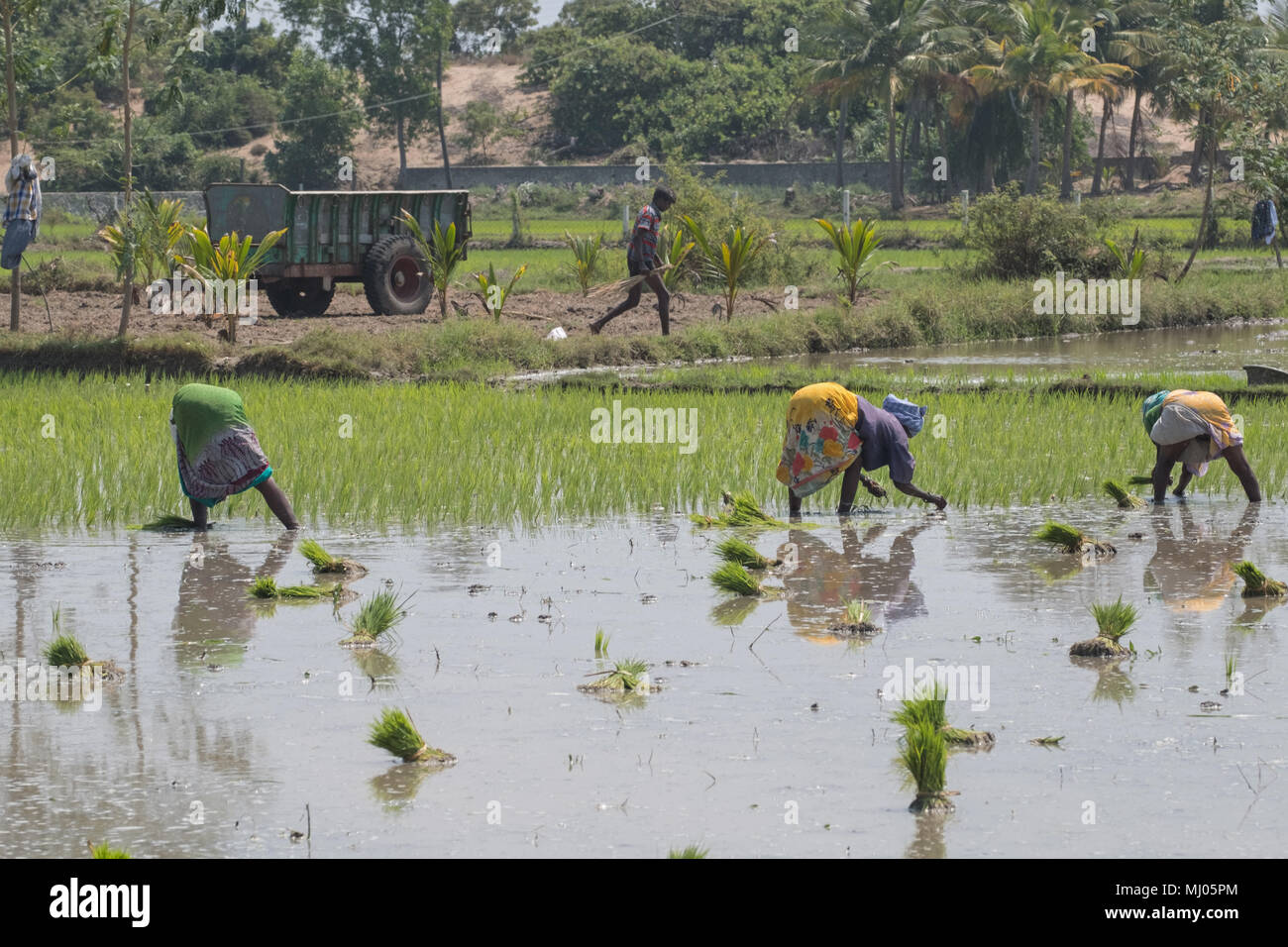 Villuppuram, Indien - 18. März 2018: Arbeiterinnen, die Backbreaking Aufgabe der Aussaat junge Reispflanzen in einem Reisfeld in Tamil Nadu Stockfoto
